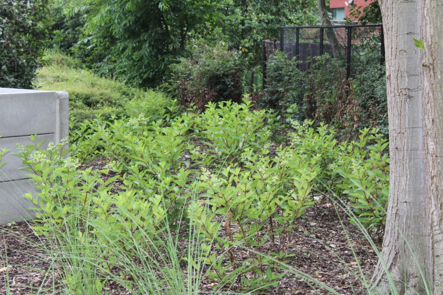 tuin betonklinkers oprit zwembad tuin